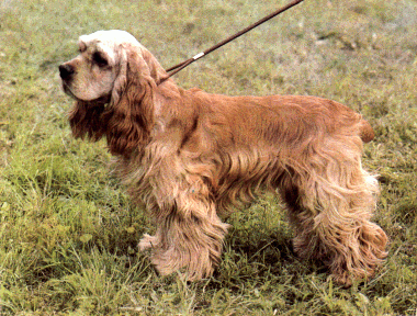 Americký kokeršpaniel